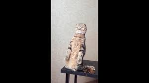 Scottish Fold Cat Standing On Two Legs Shotlandskij Kot Stoit Na Zadnih Lapah Youtube