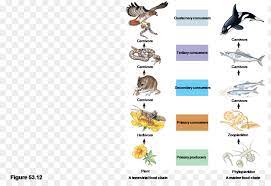 This file is all about png and it includes bear paw print animal free black white clipart images tale which could help you design much easier than ever before. Food Background Png Download 1427 963 Free Transparent Food Chain Png Download Cleanpng Kisspng