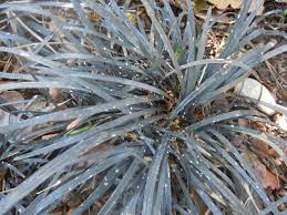 9 diseases and pests affecting your mondo grass. Mondo Grass Home Garden Information Center