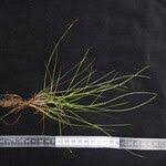 Image result for Tripogon