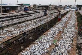 Gambar ikan asin infoikan.com sudah tahu jenis ikan asin? Produksi Ikan Asin Tidak Berkurang Meski Pandemi Corona