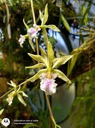 Image result for Annickia ambigua