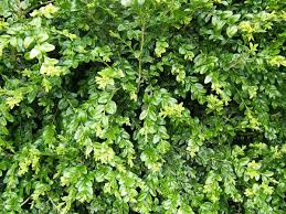 A tall, thick hedge of enduring green can make all the difference in a garden's emotional value. Which Evergreen Trees And Shrubs For Privacy Are Deer Resistant Unh Extension