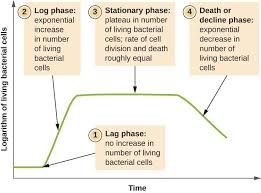 Pin By R C On Microbiology Crn 10014 Spring 2018 Microbiology Exponential Mcat