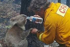 Check spelling or type a new query. Australia S Wildfires The Face Of Climate Change In The New Year