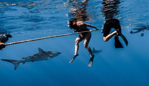 Shark Diving Oahu's North Shore: What It's Like
