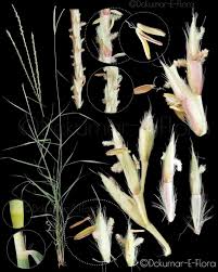 Image result for Sehima