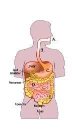 Grade 7 Science Test Digestive System Flashcards Quizlet