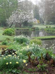 The Beth Chatto Gardens Early April In The Water Garden Narcissus Leucojum Aestivum Gravetye Giant Summer Snowfl Koi Pond Backyard Water Garden Xeriscape