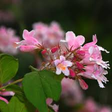 Image result for Kolkwitzia