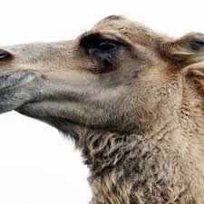 Highway 77, grosse tete la 70740 phone number: Sheriff Woman Bites Camel To Escape Attack In Enclosure At Louisiana Truck Stop
