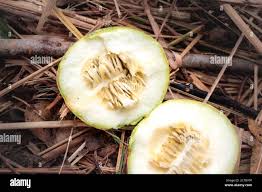 Image result for Lagenaria sphaerica