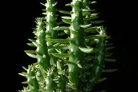 Image result for Cassipourea mollis