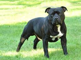 Staffordshire terriers are friendly and great with kids. American Staffordshire Terrier Alle Infos Und Tipps Zur Rasse