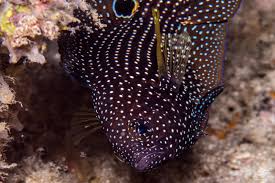 Certain rare specimens may available commercially yet not be listed here. Comet Fish Facts And Photographs Seaunseen