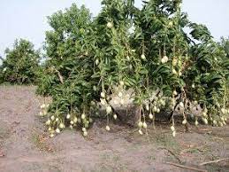 Pin On Fruit Plants