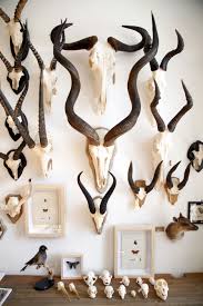 To ensure you're well versed on the different antelope types on your next african. Kudu Skull Surrounded By Blue Wildebeest Springbok Red Hartebeest Impala Bushbuck Blesbok And Sable Antelope M Taxidermy Decor Horns Decor Skull Wall Art