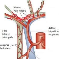 La péritonite est une infection assez grave qui peut déboucher sur la mort si elle n'est pas traitée, car la surface péritonéale est interne ; Prise En Charge En Urgence Par Voie Laparoscopique Pour Peritonite Download Scientific Diagram