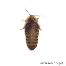 1 Inch Dubia Roaches