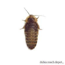 1 inch dubia roaches