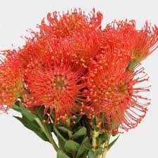 Image result for Protea