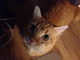 Can Cats Eat Whipped Cream What Every Owner Should Know Cattybox