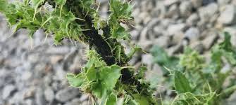 Image result for Berkheya bipinnatifida