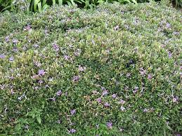 Image result for Ruellia patula