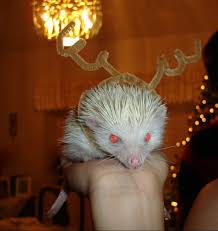 Evil Reindeer Hedgehog Everyone Run For Your Lives Hedgehog Habitat When Do Hedgehogs Hibernate Hedgehog