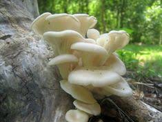 Pleurotus ostreatus, the oyster mushroom or oyster fungus, is a common edible mushroom. 13 Mushrooms Ideas Stuffed Mushrooms Wild Mushrooms Mushroom Pick