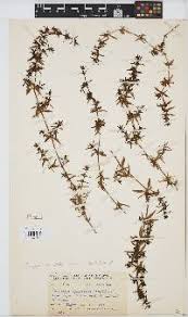 Image result for Kohautia caespitosa