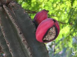 Para que la unión de las dos plantas se realice con éxito, los cactus injertados entre sí deben de ser plantas compatibles, normalmente del mismo género botánico o de especies muy cercanas. Cactus Y Suculentas En La Gastronomia Www Suculentas Com