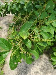 Image result for Allophylus