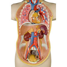 Image result for internal organs