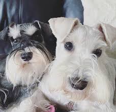 Black And White Miniature Schnauzer White And Black Silver Mini Schnauzers In 2020 Schnauzer Mini Schnauzer Schnauzer Dogs