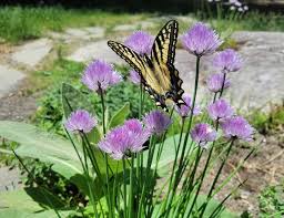 If you want to have a successful butterfly garden in florida you must also think about having both nectar and host plants, but also provide a water source and shelter for butterflies and baby caterpillars. How To Plant A Butterfly Garden Fresh Eggs Daily
