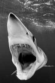 Black And White Shark Mako Black N White Shark Ocean Animals Animals