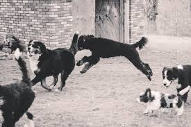 When it comes to training your bernedoodle, you'll need to be extra diligent and firm in those first few months. Bernedoodle Puppies Central Illinois Bahas Digital