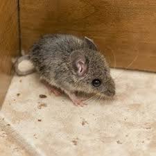 Chronic kidney disease is defined as kidney disease that has been present for months to years. Rodents And Food Industries Copesan