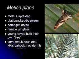 The damage on oil palm leaves could. Pest Of Palms Ppt Download