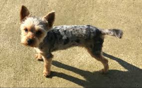 Puppies have black and tan coloring, whereas the adults are of blue and gold. Unsere Hunde Anima Fedele