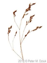 Image result for Deschampsia