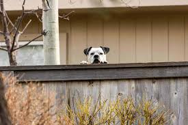 Then, end outside time until you are ready to practice again. Dog Neighbor Friendly Prevent Barking Jumping Digging
