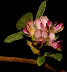 Image result for Flemingia grahamiana