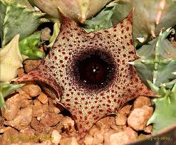 Image result for Huernia longituba