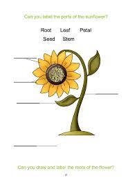 Label The Parts Of A Flower Parts Of A Flower Preschool Sunflower