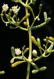 Image result for Zygophyllum cuneifolium