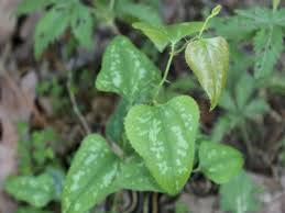 Indoor vine plants and climbing plants are great houseplants to bring nature into your home the trailing vines and green leaves of indoor climbing plants can complement the décor of any interior. Controlling Greenbrier In Pastures Or Other Non Crop Environments Farms Com