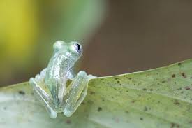 Costa Rica Frogs Art Prints Available Pet Frogs Frog Pictures Frog Species