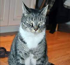 Poor cat normal cat posture image led diagnose the cause of a swollen abdomen in cats step 3. Feline Infectious Peritonitis A Cause Of Painful Abdominal Swelling In Cats